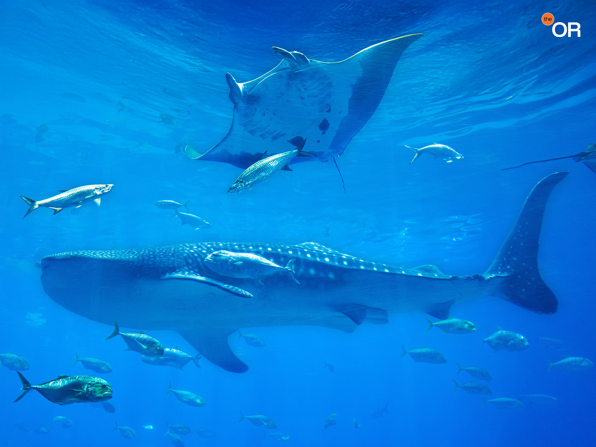 A whale shark, manta ray and fish inside of an aquarium.